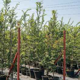 Граб обыкновенный (Carpinus betulus)