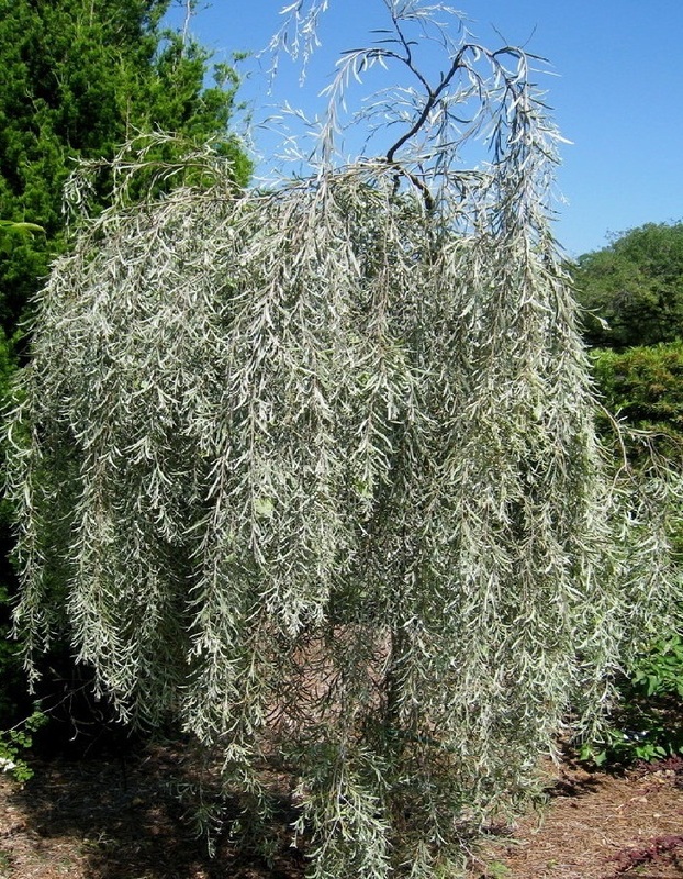 Ива Ледебура Курайская (Salix ledebouriana 'Kurajskaja')