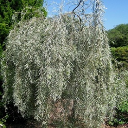 Ива Ледебура Курайская (Salix ledebouriana 'Kurajskaja')