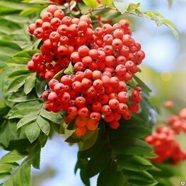 Рябина Бусинка (Sorbus aucuparia 'Businka')