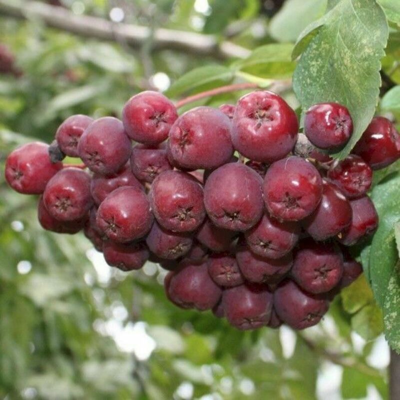 Рябина Десертная Мичуринская (Sorbus 'Desertnaja Michurinskaja')