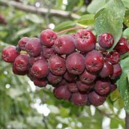 Рябина Десертная Мичуринская (Sorbus 'Desertnaja Michurinskaja')