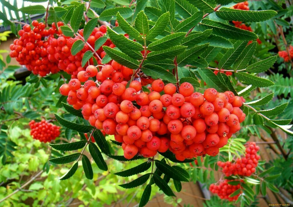 Рябина Сказочная (Sorbus 'Skazochnaja')