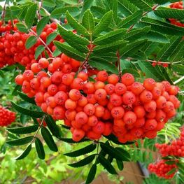 Рябина Сказочная (Sorbus 'Skazochnaja')