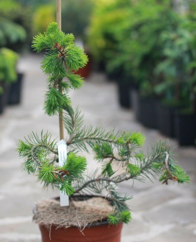 Псевдотсуга Мензиса (Pseudotsuga menziesii)