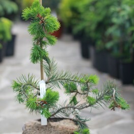 Псевдотсуга Мензиса (Pseudotsuga menziesii)