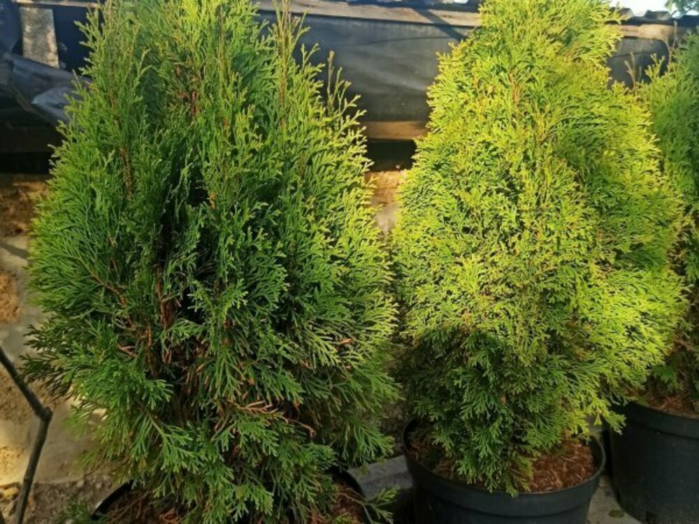 Туя западная Брайт Смарагд (Thuja occidentalis 'Bright Smaragd')