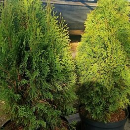 Туя западная Брайт Смарагд (Thuja occidentalis 'Bright Smaragd')