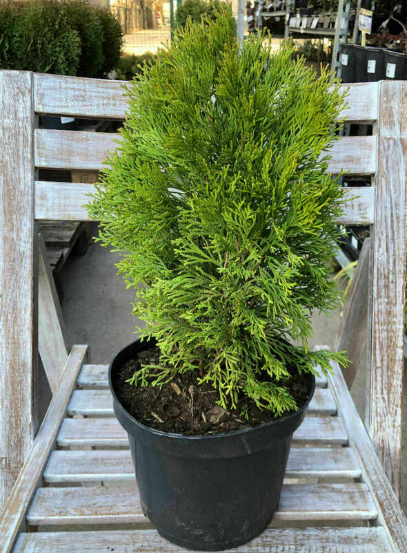 Туя западная Гилдед Дресс (Thuja occidentalis 'Gilded Dress')