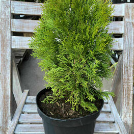 Туя западная Гилдед Дресс (Thuja occidentalis 'Gilded Dress')
