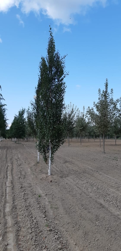 Береза повислая Фастигиата (Betula pendula 'Fastigiata')