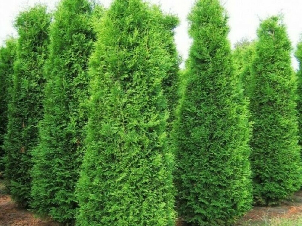 Туя западная Кинг оф Брабант (Thuja occidentalis 'King of Brabant')