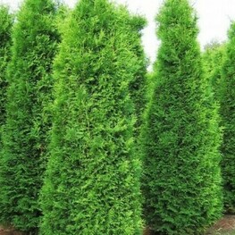Туя западная Кинг оф Брабант (Thuja occidentalis 'King of Brabant')