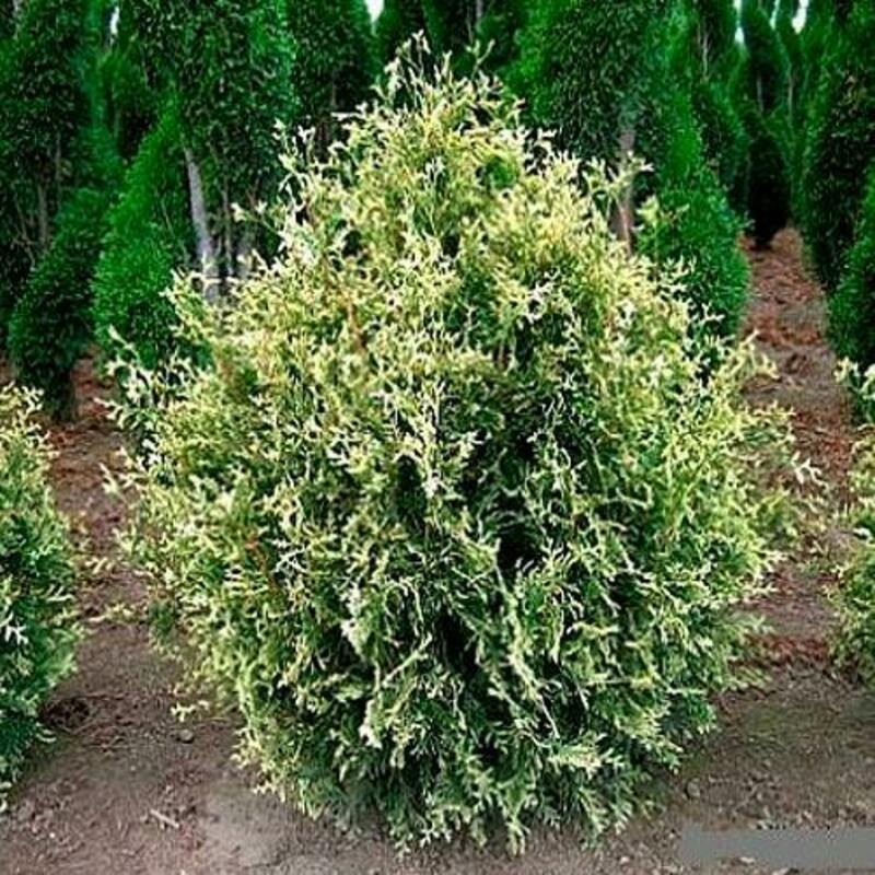 Туя западная Голден Перл (Thuja occidentalis 'Golden Pearl')