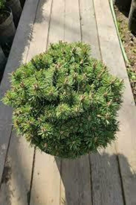 Сосна горная Алльгау (Pinus mugo 'Allgau')