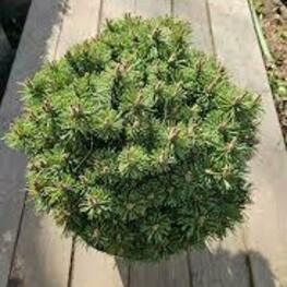 Сосна горная Алльгау (Pinus mugo 'Allgau')