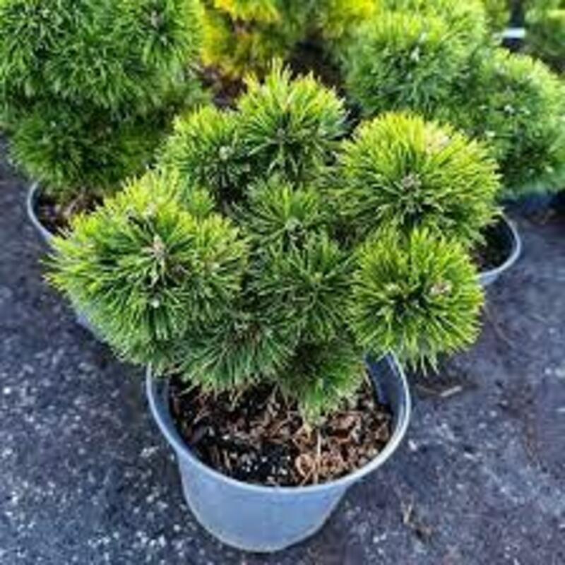 Сосна горная Грюне Велле (Pinus mugo 'Grune Welle')
