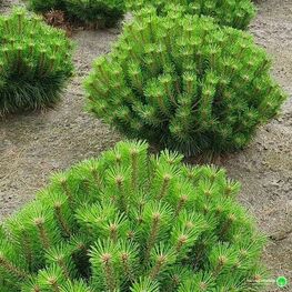 Сосна густоцветковая Лоу Глоу (Pinus densiflora 'Low Glow')
