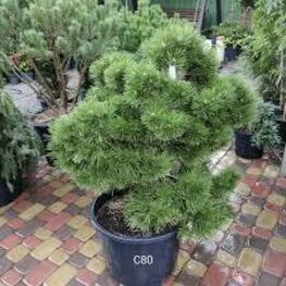 Сосна черная Хельга (Pinus nigra 'Helga')