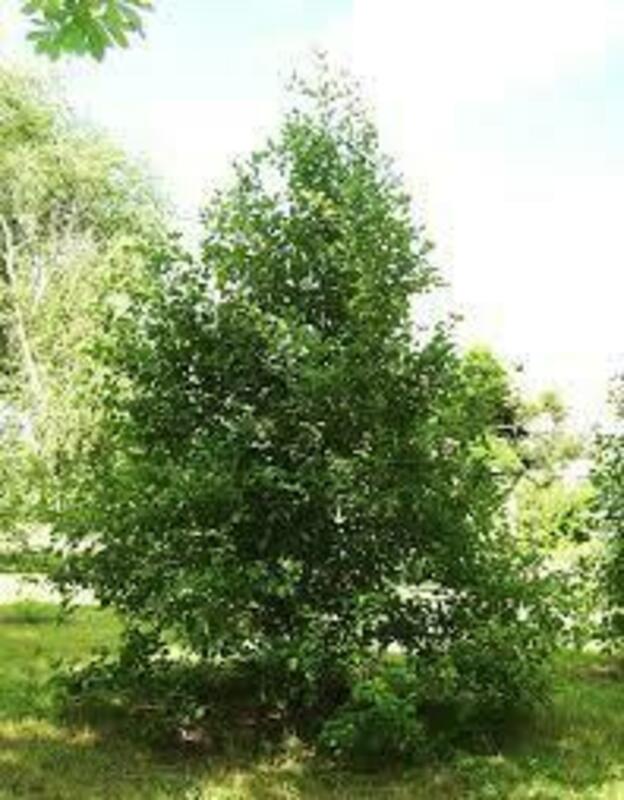 Боярышник полумягкий (Crataegus submollis)