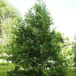 Боярышник полумягкий (Crataegus submollis)