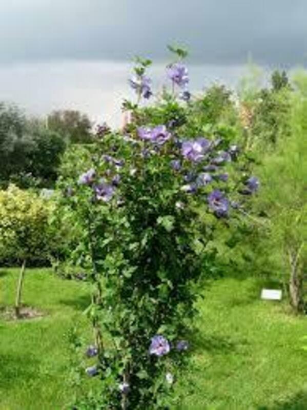 Гибискус сирийский (Hibiscus syriacus)