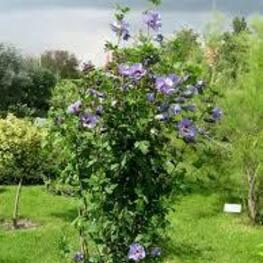 Гибискус сирийский (Hibiscus syriacus)