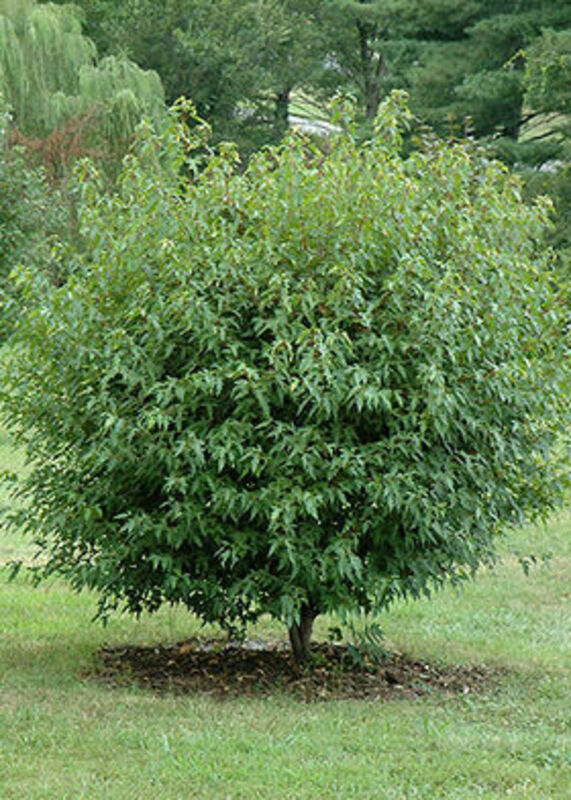 Клен Гиннала "Bailey Compact"