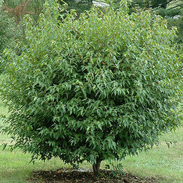 Клен Гиннала Бейли Компакт (Acer ginnala 'Bailey Compact')