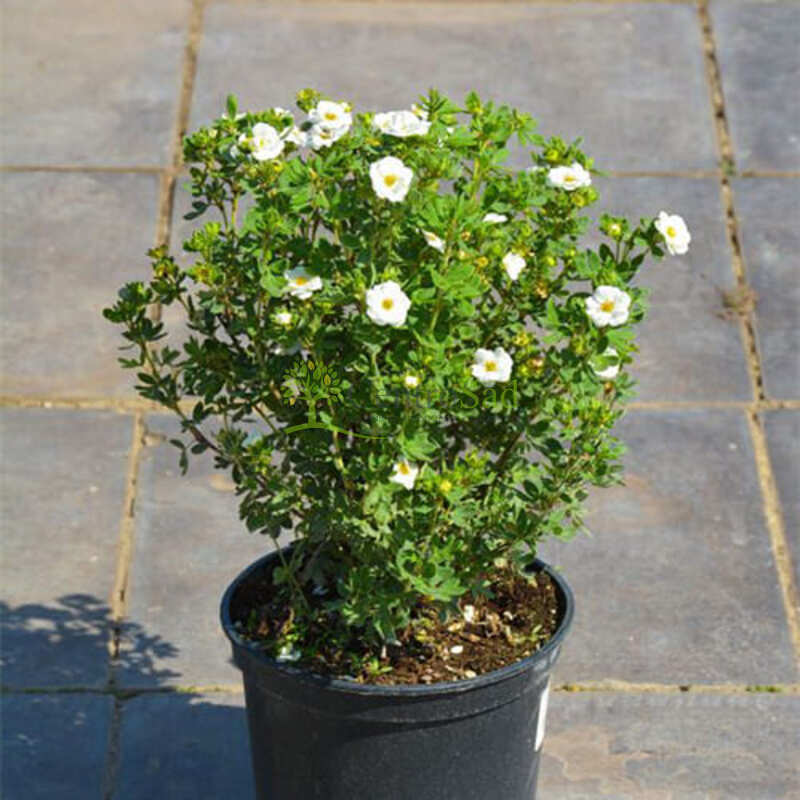 Лапчатка кустарниковая Крем Брюле (Potentilla fruticosa 'Crème Brulee')