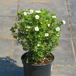 Лапчатка кустарниковая Крем Брюле (Potentilla fruticosa 'Crème Brulee')