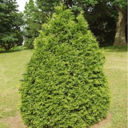 Туя западная Рекурвата (Thuja occidentalis 'Recurvata')