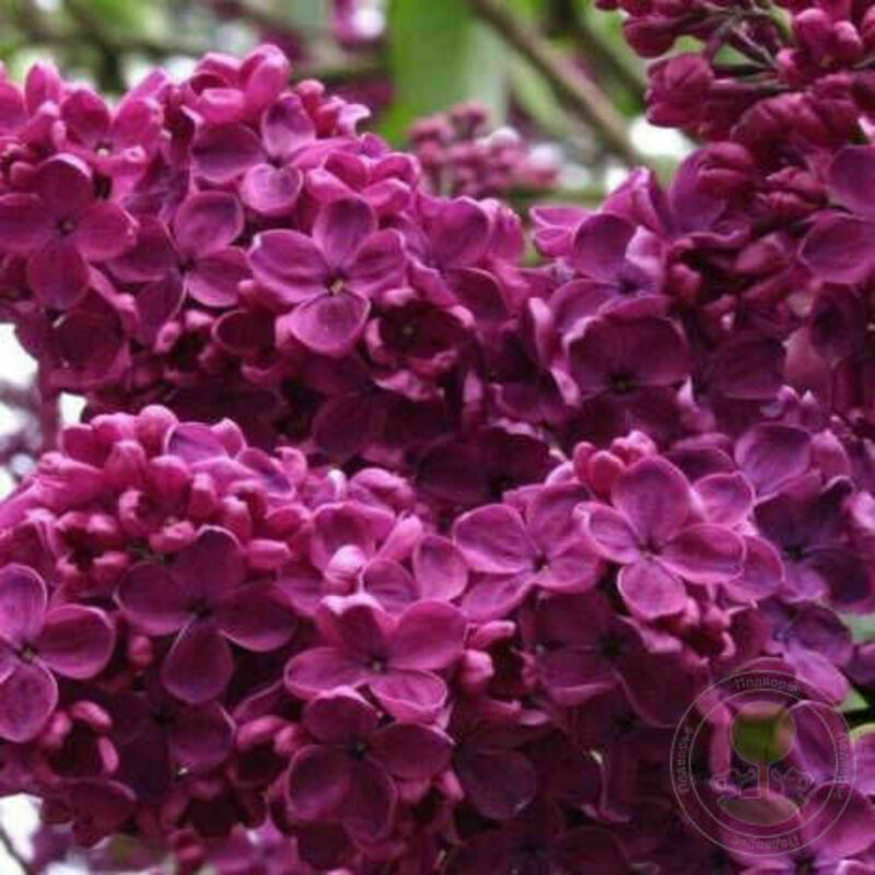 Сирень обыкновенная День Победы (Syringa vulgaris 'Den Pobedy')