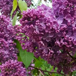 Сирень обыкновенная Маршал Соколовский (Syringa vulgaris 'Marshal Sokolovskiy')
