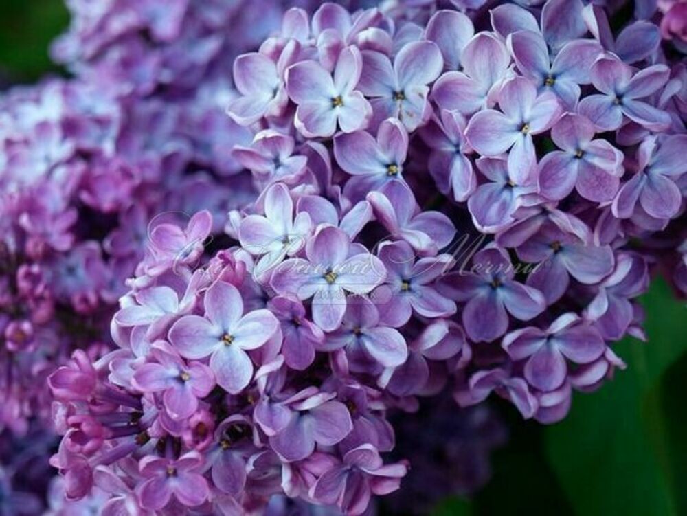 Сирень обыкновенная Минчанка (Syringa vulgaris 'Minchanka')