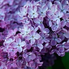 Сирень обыкновенная Минчанка (Syringa vulgaris 'Minchanka')