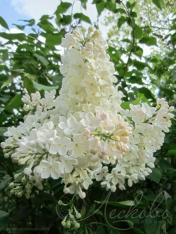 Сирень обыкновенная Петербурженка (Syringa vulgaris 'Peterburzhenka')