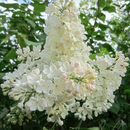 Сирень обыкновенная Петербурженка (Syringa vulgaris 'Peterburzhenka')