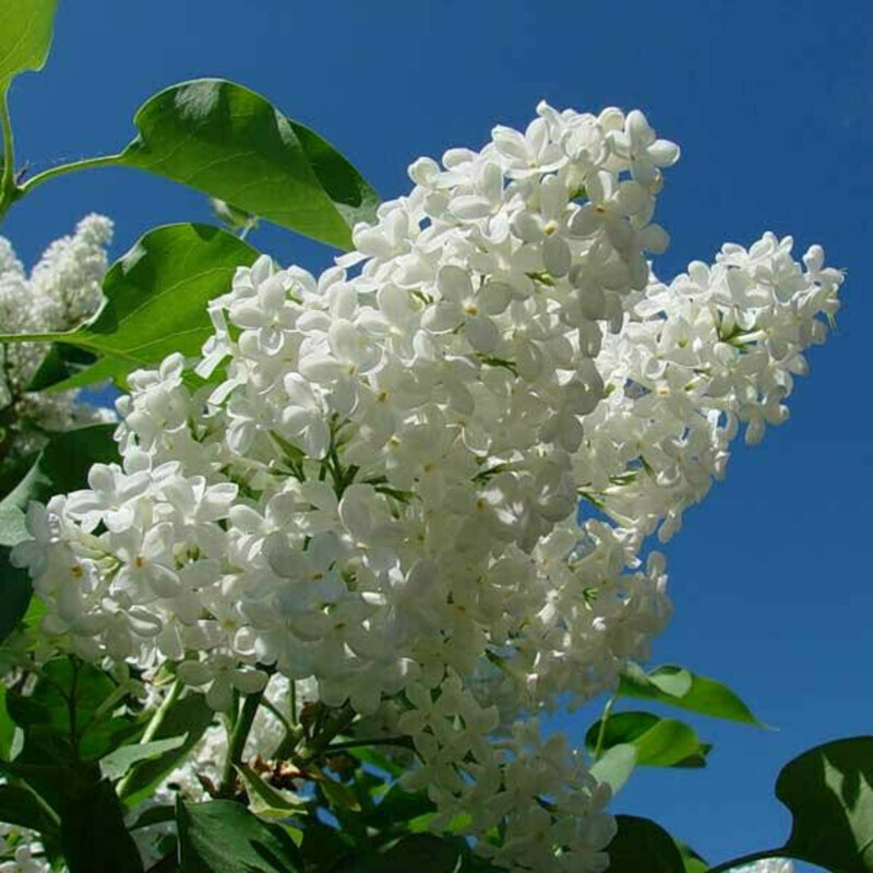 Сирень обыкновенная белая (Syringa vulgaris 'Alba')