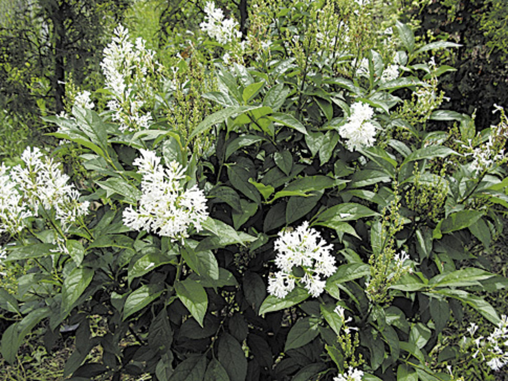 Сирень Престон Агнес Смит (Syringa x prestoniae 'Agnes Smith')
