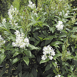 Сирень Престон Агнес Смит (Syringa x prestoniae 'Agnes Smith')