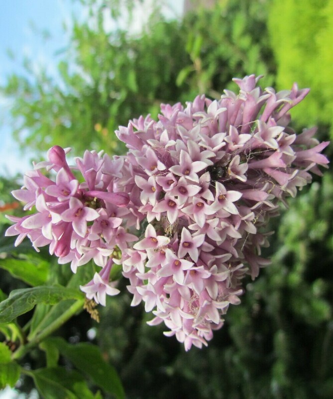 Сирень Престон Редвайн (Syringa x prestoniae 'Redwine')