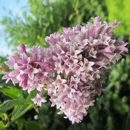 Сирень Престон Редвайн (Syringa x prestoniae 'Redwine')