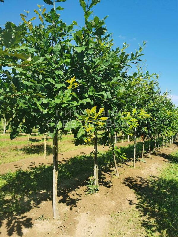Дуб двухцветный (Quercus bicolor)