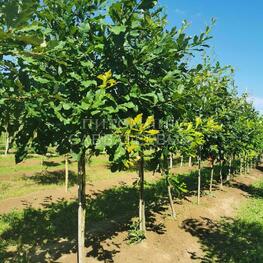 Дуб двухцветный (Quercus bicolor)