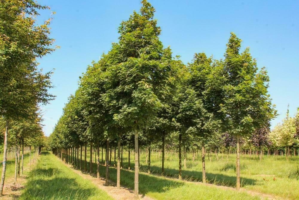 Клен остролистный Паркуэй (Acer platanoіdes 'Parkway')