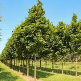 Клен остролистный Паркуэй (Acer platanoіdes 'Parkway')