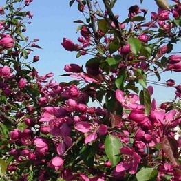 Яблоня декоративная Пионерка (Malus 'Pionerka')