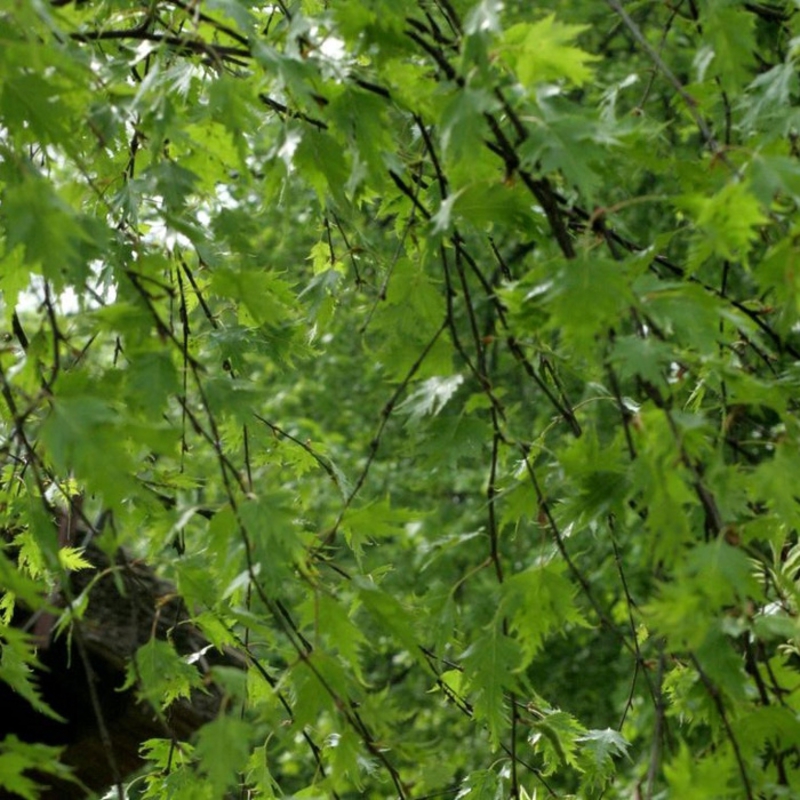 Береза повислая Криспа (Betula pendula 'Crispa')