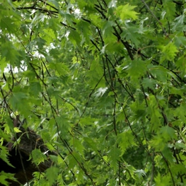 Береза повислая Криспа (Betula pendula 'Crispa')